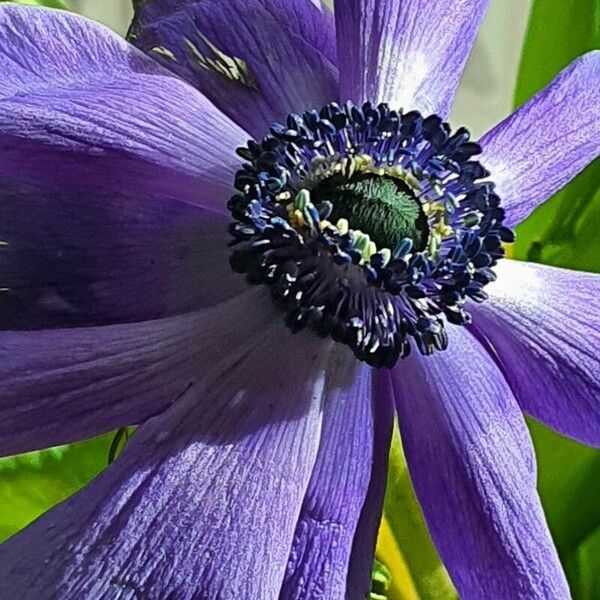 Anemone coronaria Flower