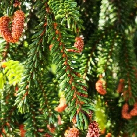 Picea orientalis Blodyn