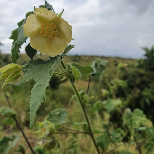 Abutilon grandiflorum Flower