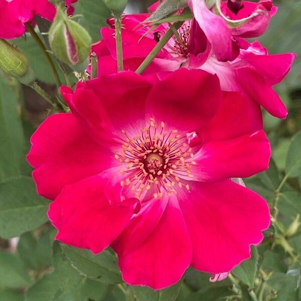 Rosa cinnamomea Flor