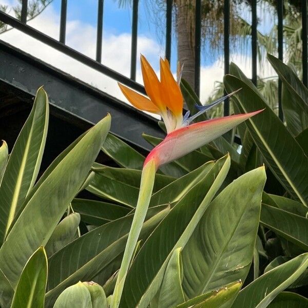 Strelitzia reginae Flor