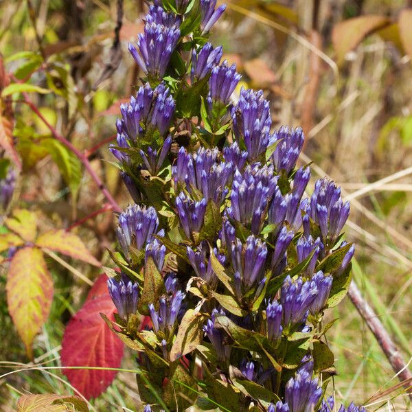 Gentianella quinquefolia 花