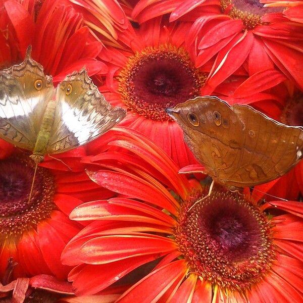 Gerbera jamesonii Flower