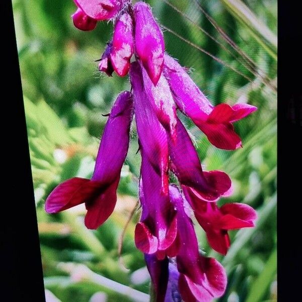 Vicia benghalensis 花