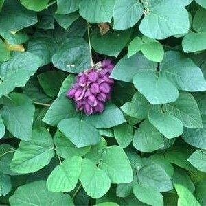 Mucuna pruriens Leaf