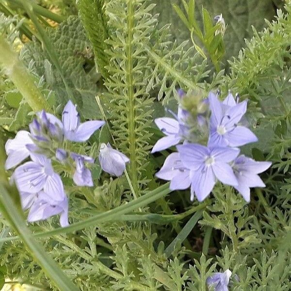 Veronica teucrium Blomma