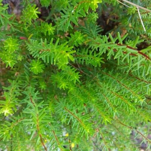 Hypericum empetrifolium Leaf