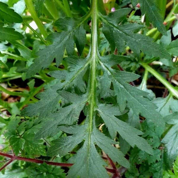 Papaver dubium Frunză