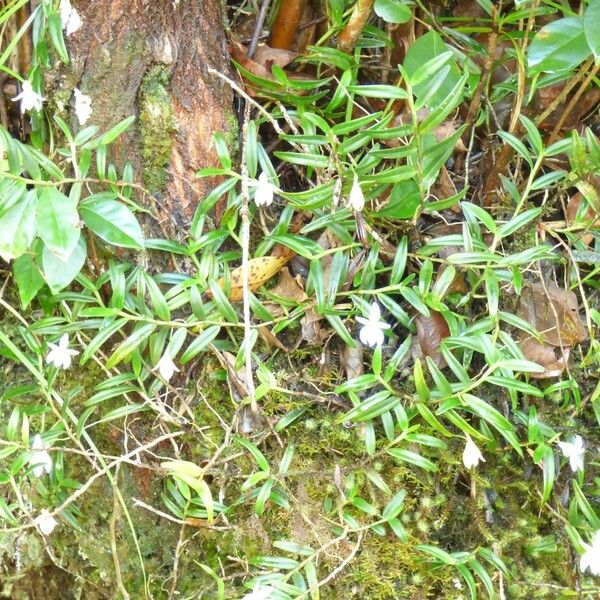 Angraecum ramosum Habit