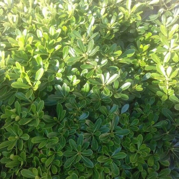 Pittosporum tobira برگ