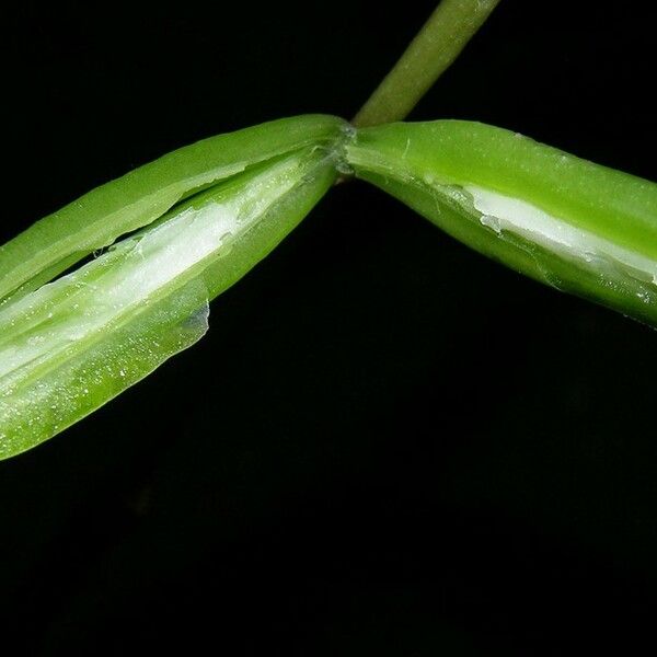 Oeceoclades maculata Fruit