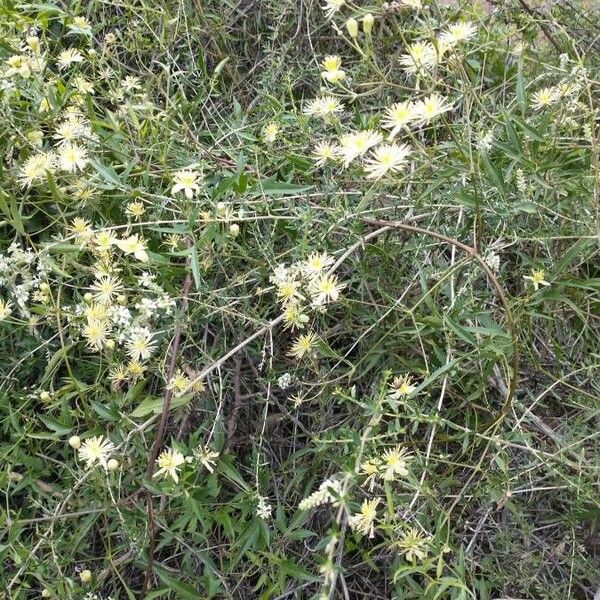 Clematis campestris Habit