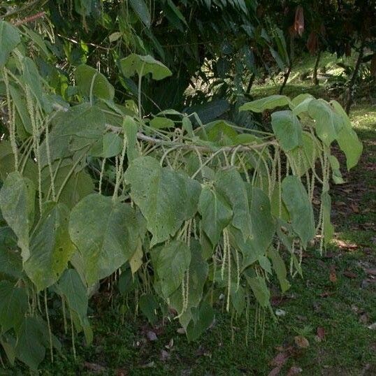 Acalypha macrostachya Leaf