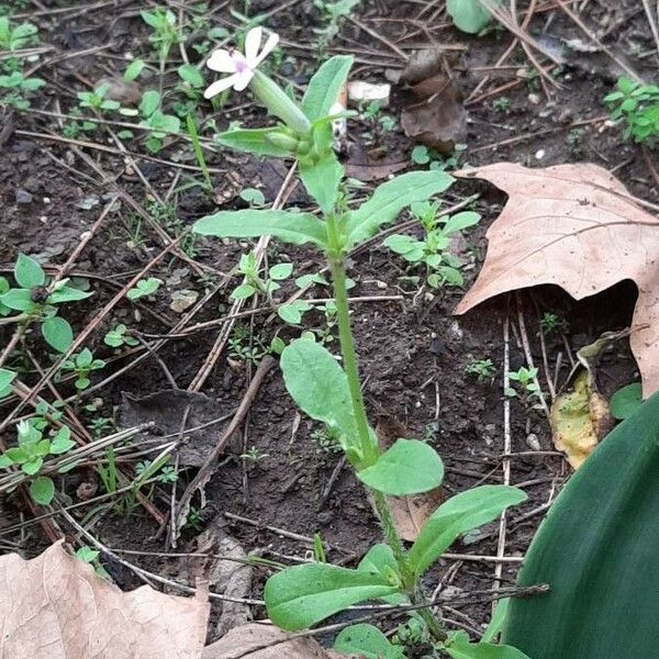 Saponaria ocymoides 形態