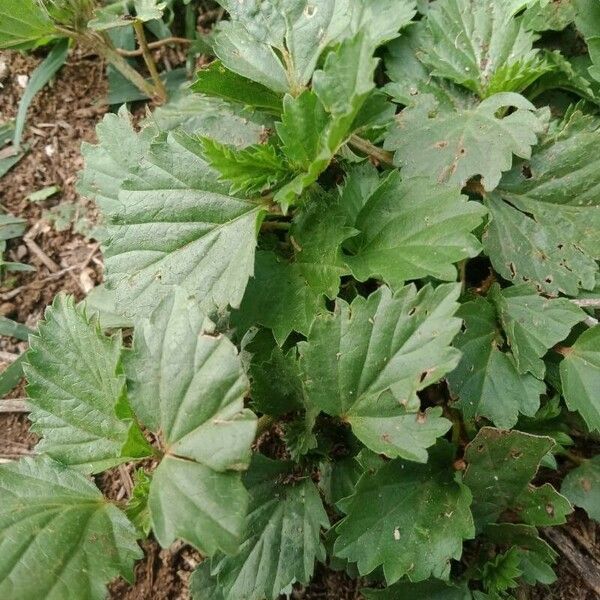 Malvastrum coromandelianum Frunză