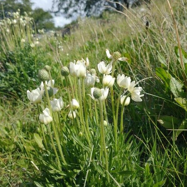 Anemone multifida Fleur