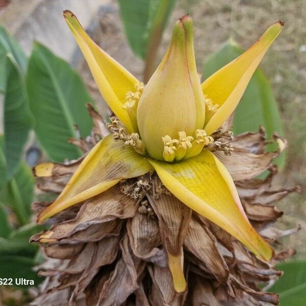 Musella lasiocarpa Květ
