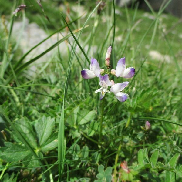 Astragalus alpinus Kwiat