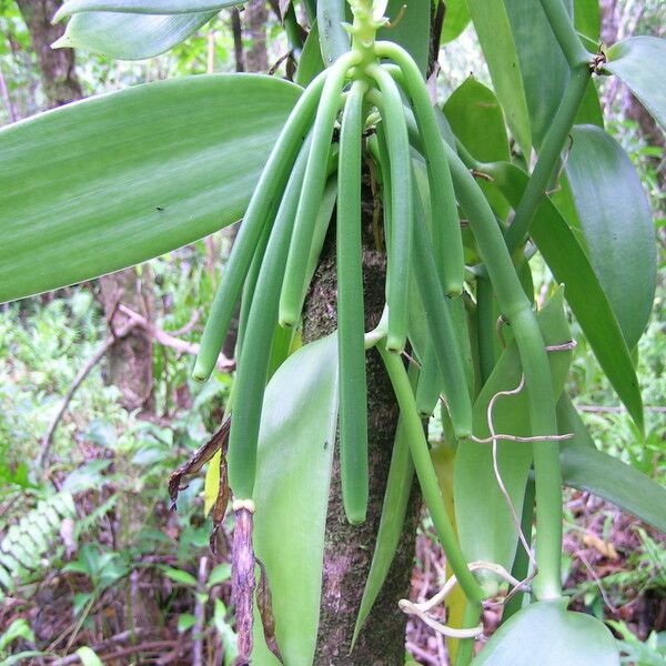 Vanilla planifolia Fruct