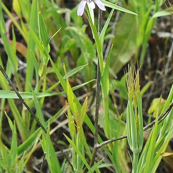 Geropogon hybridus Leht