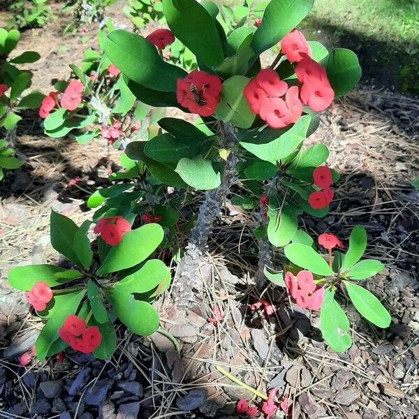 Euphorbia milii Lorea