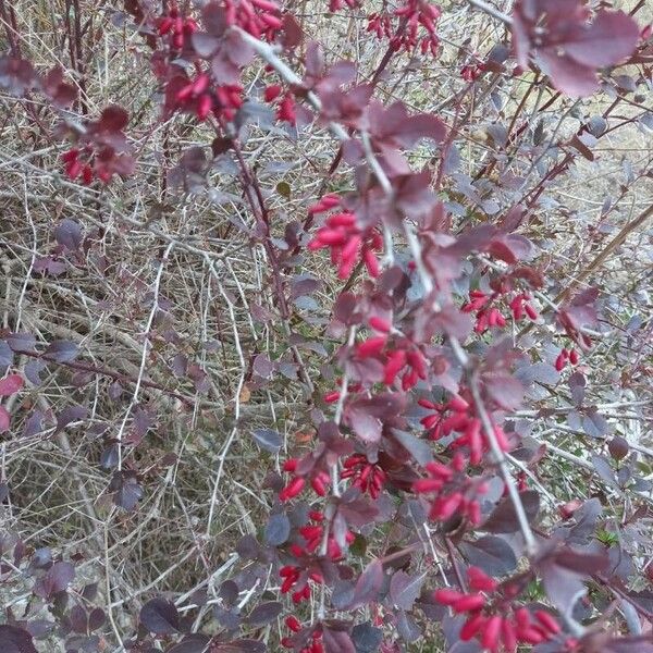 Berberis thunbergii फल