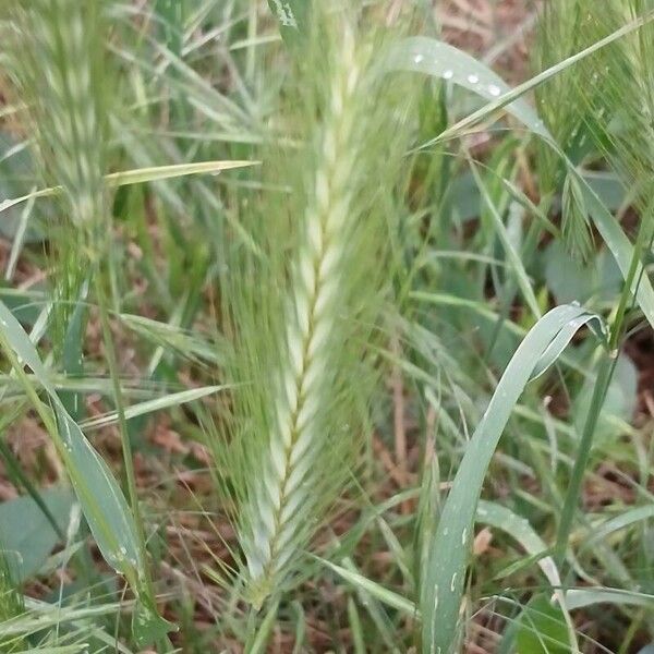 Hordeum murinum Kukka