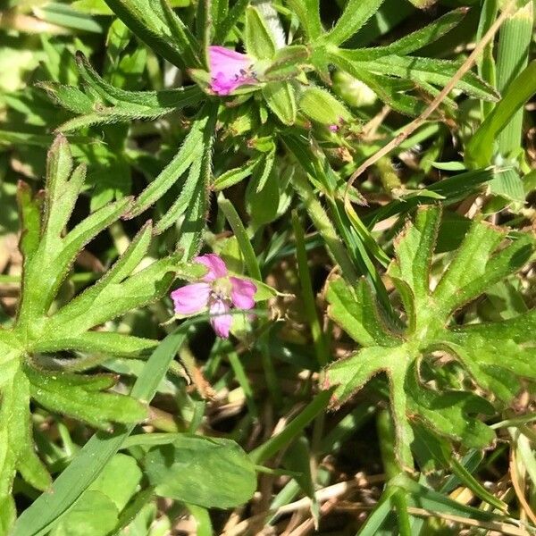 Geranium dissectum 花