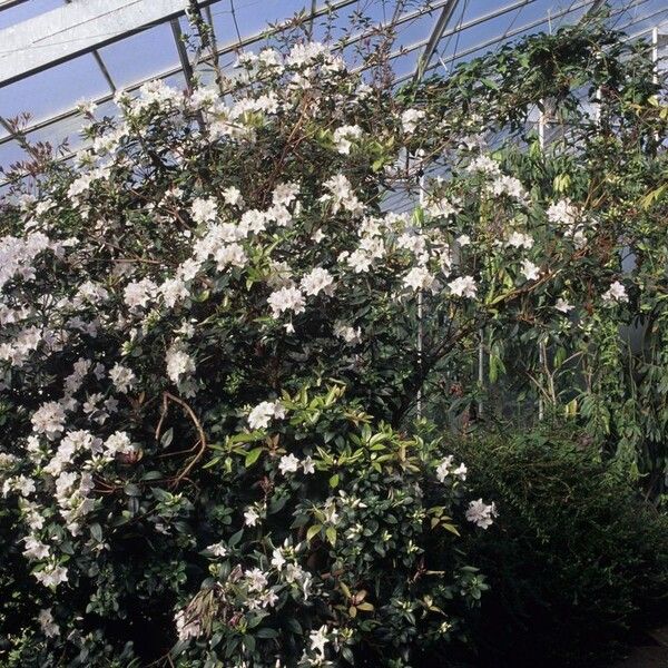 Rhododendron hongkongense