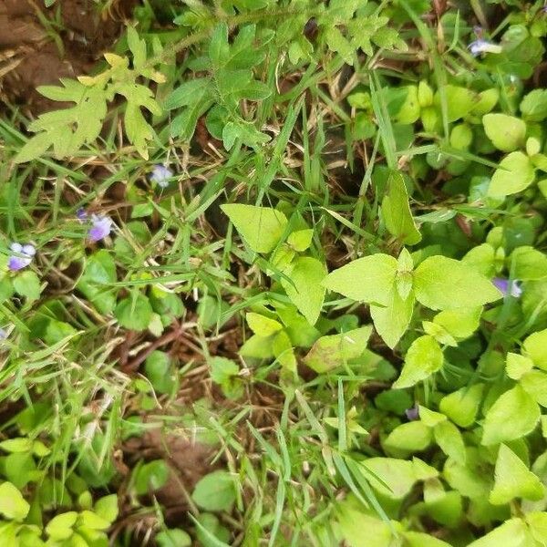 Torenia crustacea Blad