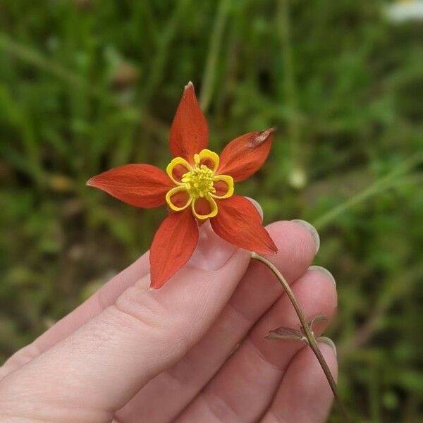 Aquilegia formosa Flor