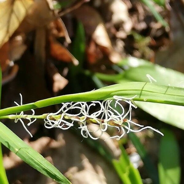 Carex pilosa Flower