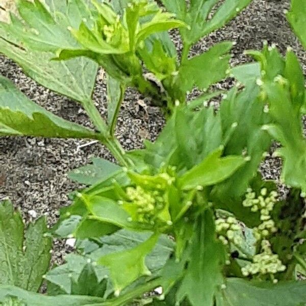 Apium graveolens Foglia