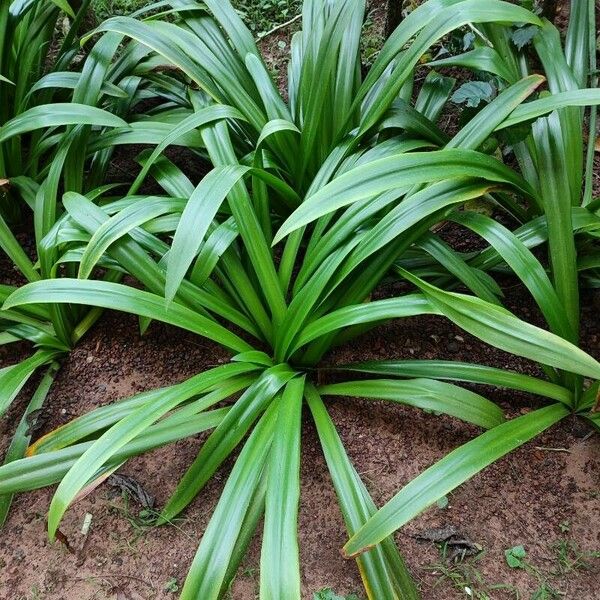 Hymenocallis littoralis Hoja