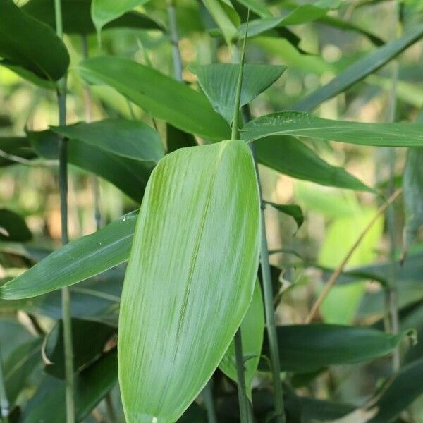 Sasa senanensis Leaf