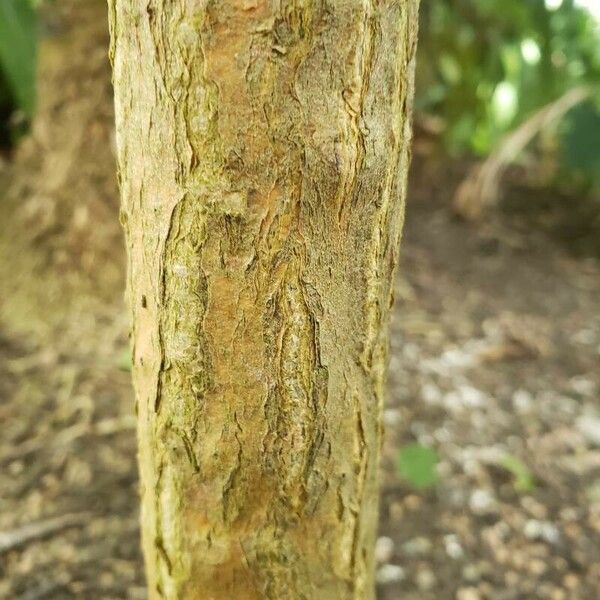 Plumeria obtusa പുറംതൊലി