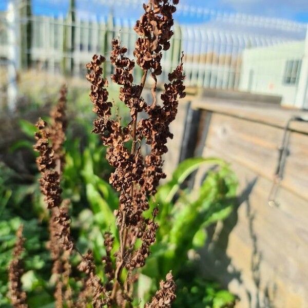 Rumex patientia Φρούτο