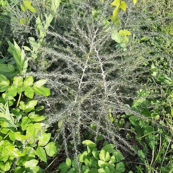 Asparagus albus Celota