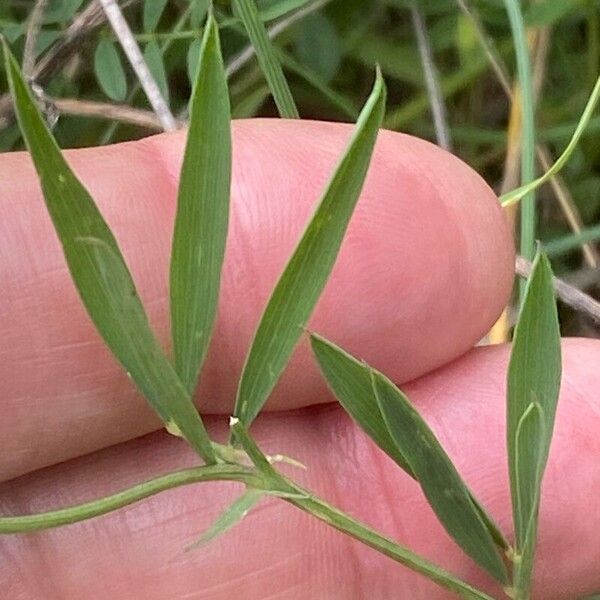 Lathyrus filiformis Leaf