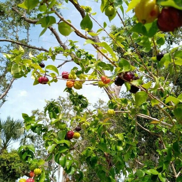 Eugenia uniflora Fruit