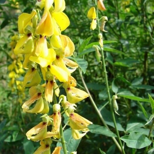 Crotalaria trichotoma Flower