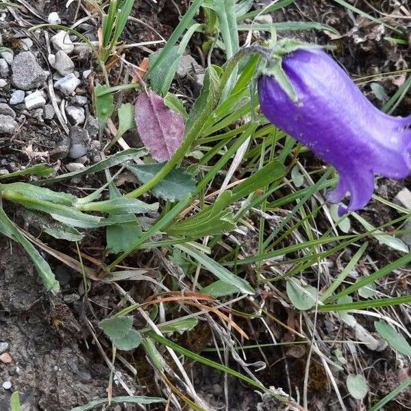 Campanula alpestris Habit