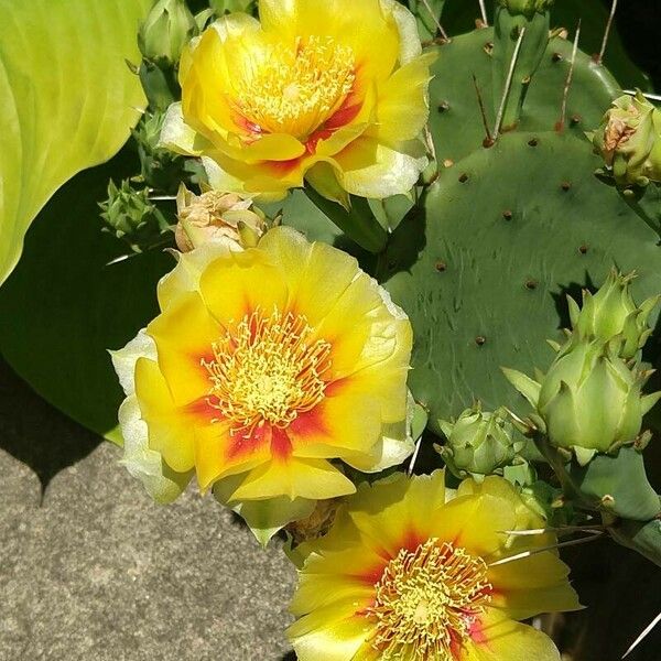 Opuntia humifusa Flower