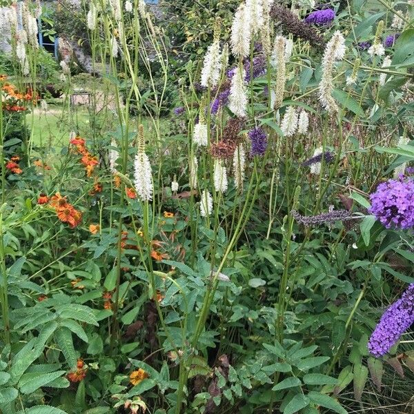 Sanguisorba canadensis Other