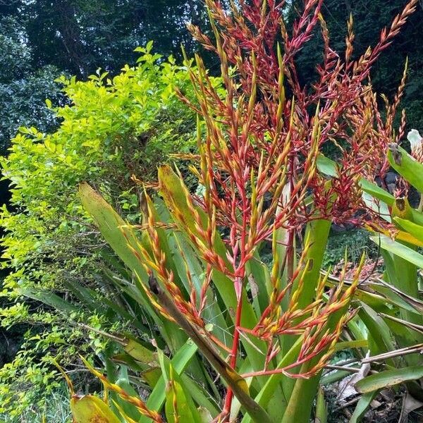 Aechmea blanchetiana Λουλούδι