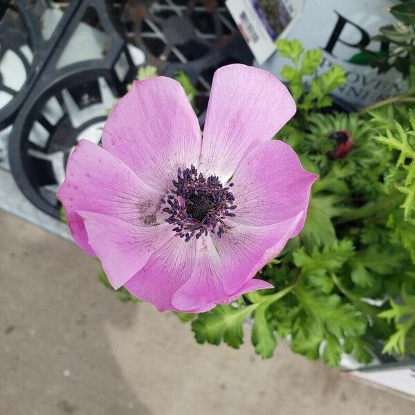 Anemone coronaria Кветка