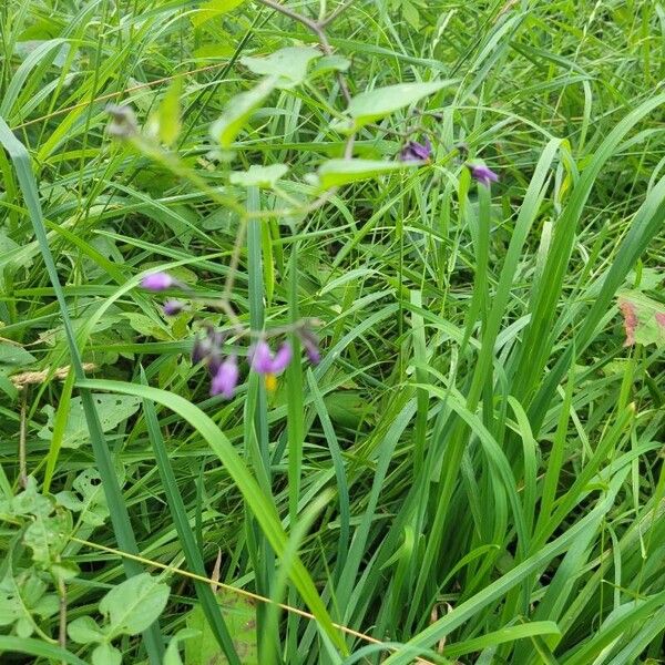 Solanum dulcamara फूल