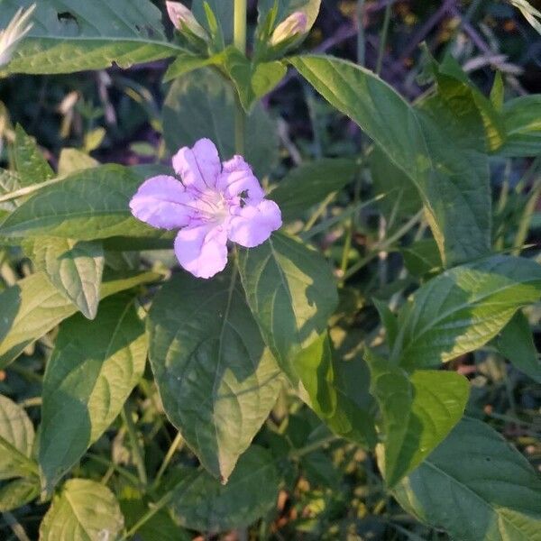 Ruellia strepens Flower