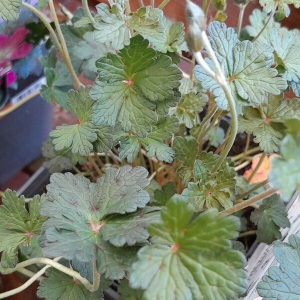 Geranium × oxonianum Habitus