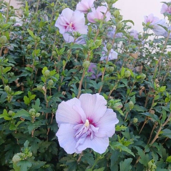 Hibiscus syriacus Агульны выгляд